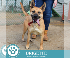 German Shepherd Dog-Unknown Mix Dogs for adoption in Kimberton, PA, USA