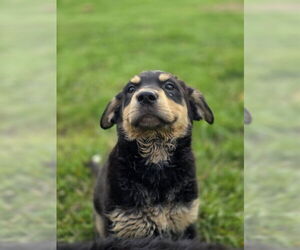 Mutt Dogs for adoption in Aurora, IN, USA