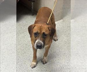 Mutt Dogs for adoption in Conroe, TX, USA