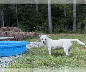 Jack Chi Dogs for adoption in Holly Springs, NC, USA