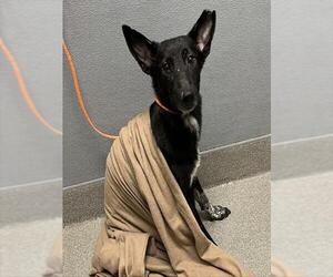 Border Collie-Unknown Mix Dogs for adoption in Las Vegas, NV, USA