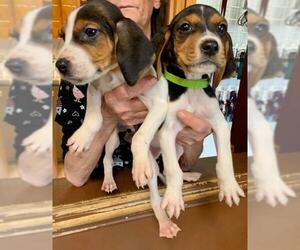 Treeing Walker Coonhound Dogs for adoption in Raleigh, NC, USA