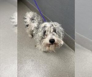 Chihuahua-Poodle (Toy) Mix Dogs for adoption in Las Vegas, NV, USA