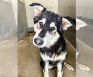 Siberian Husky Dogs for adoption in San Bernardino, CA, USA