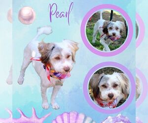 Havanese-Unknown Mix Dogs for adoption in Lindsay, CA, USA