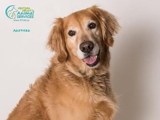 Golden Retriever Dogs for adoption in Camarillo, CA, USA