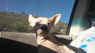 Medium Photo #1 Dachshund-Unknown Mix Puppy For Sale in Chandler, AZ, USA