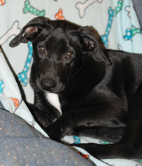 Sheprador Dogs for adoption in Garner, NC, USA