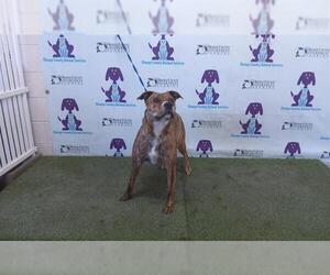 American Pit Bull Terrier Dogs for adoption in Orlando, FL, USA