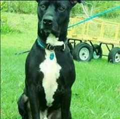 American Pit Bull Terrier-Labrador Retriever Mix Dogs for adoption in Tower City, PA, USA