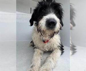 Mutt Dogs for adoption in Houston, TX, USA
