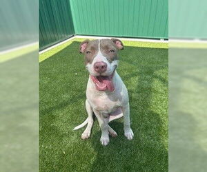 American Staffordshire Terrier Dogs for adoption in Tallahassee, FL, USA