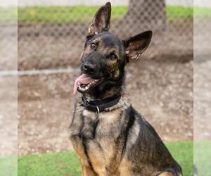 German Shepherd Dog-Unknown Mix Dogs for adoption in Camarillo, CA, USA