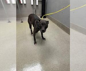 American Pit Bull Terrier-Unknown Mix Dogs for adoption in Las Vegas, NV, USA