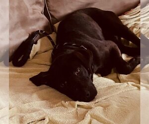 Mutt Dogs for adoption in Marietta, GA, USA