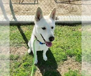 German Shepherd Dog Dogs for adoption in Bakersfield, CA, USA