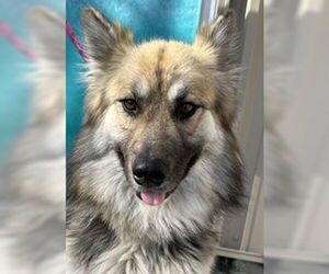 German Shepherd Dog Dogs for adoption in Salinas, CA, USA
