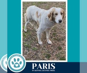 Pyredoodle Dogs for adoption in Kimberton, PA, USA