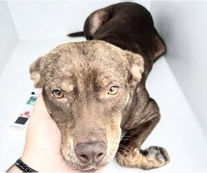 Labrador Retriever-Unknown Mix Dogs for adoption in Houston, TX, USA