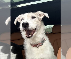 Border Collie-Unknown Mix Dogs for adoption in Andover, MN, USA