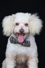 Small Poodle (Miniature)