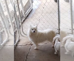 American Eskimo Dog Dogs for adoption in Bonifay, MO, USA