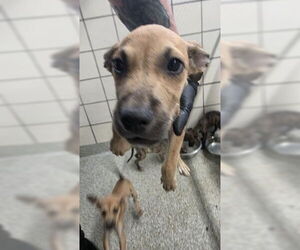 Mutt Dogs for adoption in Pasadena, TX, USA