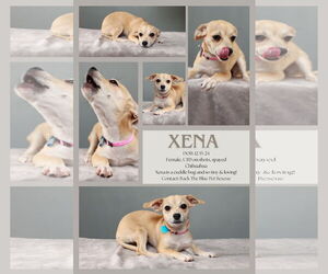 Chihuahua Dogs for adoption in Queen Creek, AZ, USA