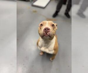 American Pit Bull Terrier Dogs for adoption in Peoria, IL, USA