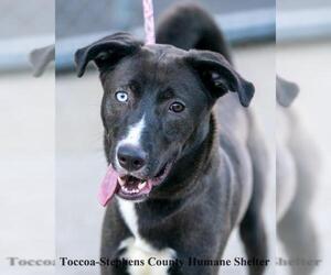 Australian Shepherd-Siberian Husky-Unknown Mix Dogs for adoption in Toccoa, GA, USA