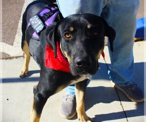 Labrador Retriever-Unknown Mix Dogs for adoption in Brownsville, TN, USA