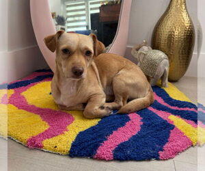 Dachshund-Unknown Mix Dogs for adoption in Weston, FL, USA