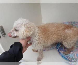 Poodle (Miniature) Dogs for adoption in Houston, TX, USA