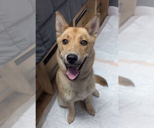 Shiba Inu-Unknown Mix Dogs for adoption in Bridgewater, NJ, USA