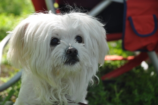 Maltese Dogs for adoption in San Jose, CA, USA