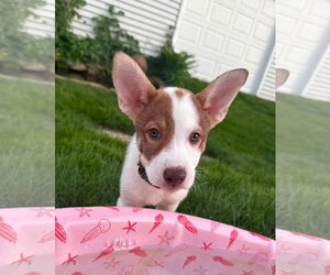 Mutt Dogs for adoption in New London, WI, USA