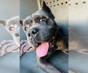 Mutt Dogs for adoption in Downey, CA, USA