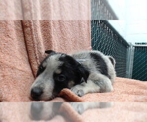 Mutt Dogs for adoption in Downey, CA, USA