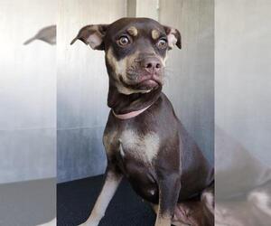 Chihuahua-Unknown Mix Dogs for adoption in San Antonio, TX, USA