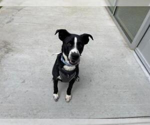 Border Collie Dogs for adoption in Brighton, CO, USA