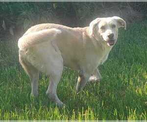 Mutt Dogs for adoption in Abbeville, LA, USA