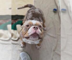 Bulldog-Unknown Mix Dogs for adoption in Fort Wayne, IN, USA