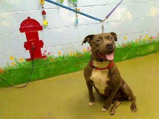 Staffordshire Bull Terrier-Unknown Mix Dogs for adoption in Austin, TX, USA