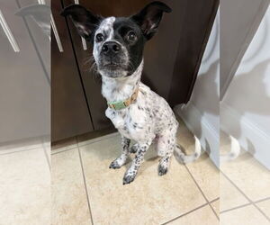 Pointer-Unknown Mix Dogs for adoption in NYC, NY, USA