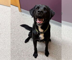 Borador Dogs for adoption in Princeton, MN, USA