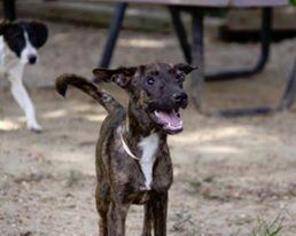 Labrador Retriever-Unknown Mix Dogs for adoption in Greenwood, MS, USA