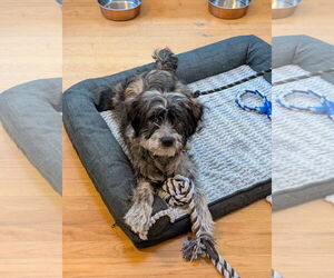 Mutt Dogs for adoption in Holly Springs, NC, USA