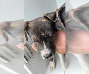 Mutt Dogs for adoption in Houston, TX, USA