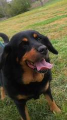 Labrottie Dogs for adoption in Warwick, RI, USA