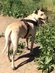 Labrador Retriever Dogs for adoption in Napa, CA, USA
